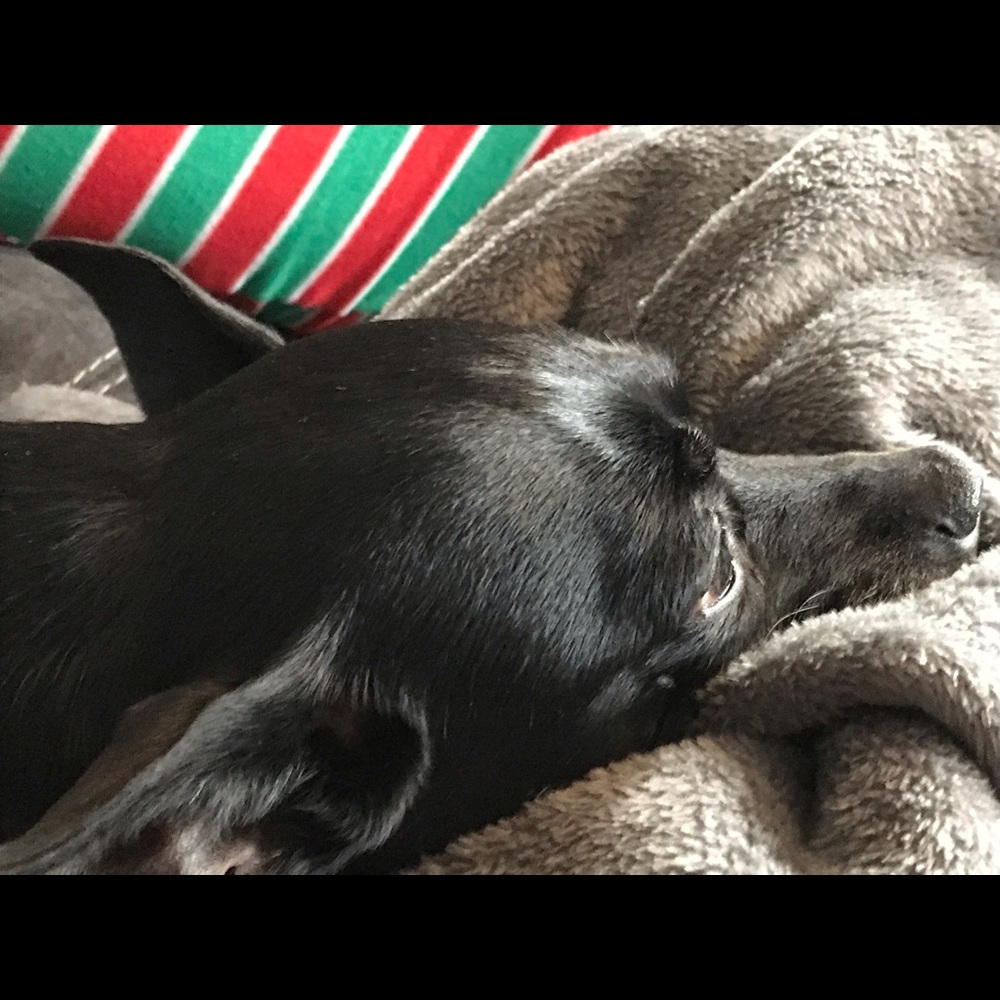 Meet your Posher, Isabella